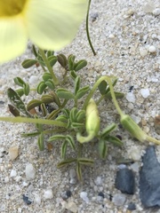 Oxalis obtusa