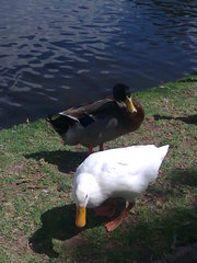 Anser anser domesticus