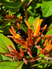Xylocopa micans