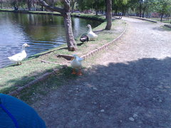 Anser anser domesticus