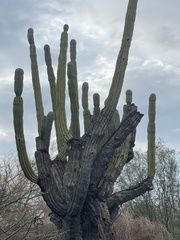 Pachycereus pringlei