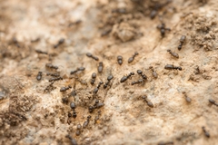 Plagiolepis manczshurica
