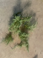 Usnea strigosa