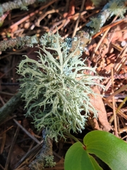 Evernia mesomorpha