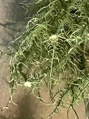 Usnea strigosa