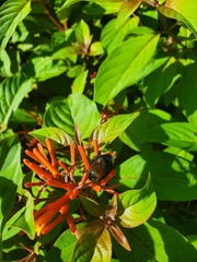 Xylocopa micans
