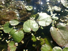 Halerpestes sarmentosa