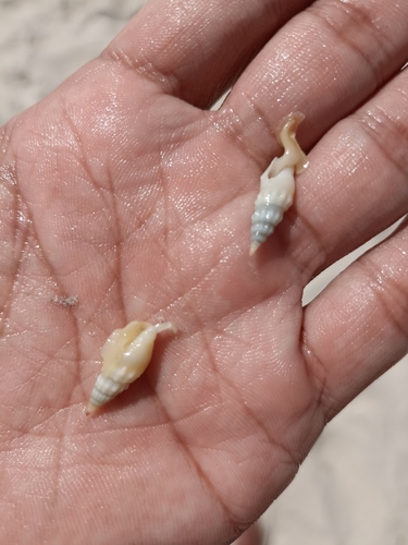 Mazatlania cosentini observed 2022-08-31