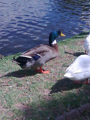 Anser anser domesticus