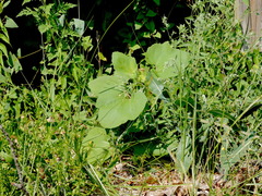 Xanthium strumarium canadense