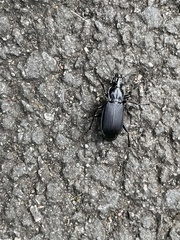 Pterostichus
