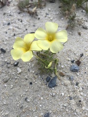 Oxalis obtusa