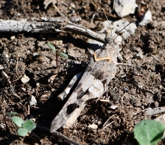 Oedipoda caerulescens