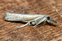Fissicrambus mutabilis