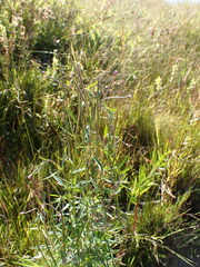 Epilobium palustre