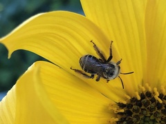 Apinae