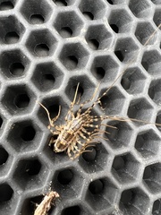 Thereuonema tuberculata