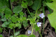 Veronica filiformis