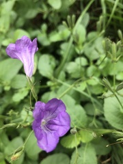 Ruellia nudiflora