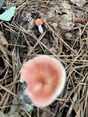 Russula