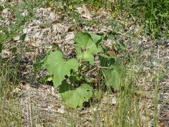 Xanthium strumarium canadense
