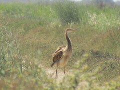 Ardea purpurea