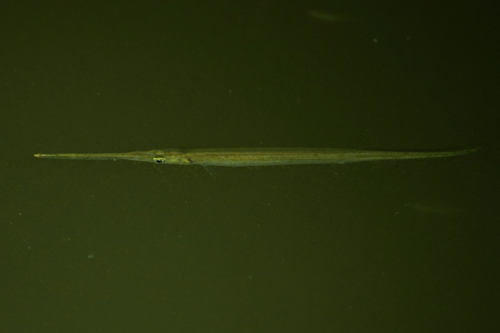 Zoetwater-geep (Pseudotylosurus microps) — Belonidae