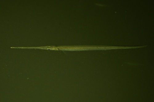Freshwater needlefish (Pseudotylosurus microps) — Belonidae