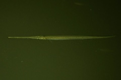Orinoco Needlefish photo 1