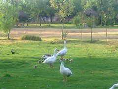 Anser anser domesticus