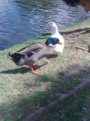 Anser anser domesticus
