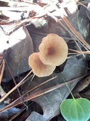 Collybiopsis villosipes
