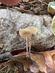 Collybiopsis villosipes