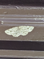 Ectropis crepuscularia