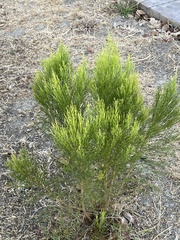 Baccharis sarothroides