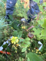 Trifolium aureum