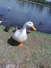 Anser anser domesticus