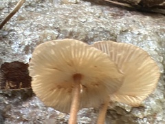 Collybiopsis villosipes