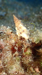 Cerithium