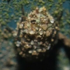 Psocidae