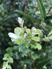 Spiraea prunifolia pseudoprunifolia
