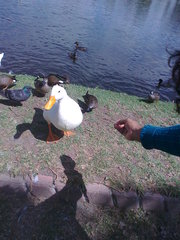 Anser anser domesticus