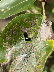 Phratora