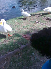 Anser anser domesticus