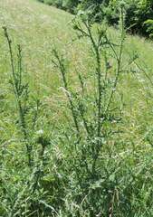Carduus acanthoides