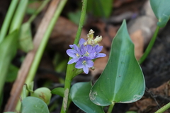 Pontederia vaginalis