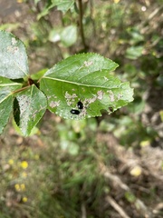 Phratora