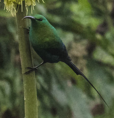 Nectarinia famosa famosa