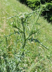Carduus acanthoides