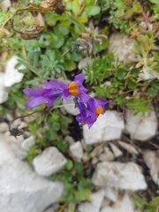 Linaria alpina
